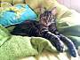 Adopt A Pet :: Christopher - Addison, IL