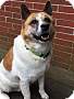 Adopt A Pet :: Hanzo - Raleigh, NC