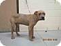 Adopt A Pet :: BENJAMIN - Conroe, TX