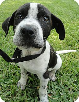 Pacifico | Adopted Puppy | Santa Ana, CA | Pointer/English Pointer Mix