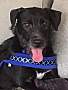 Adopt A Pet :: Mica - Raleigh, NC