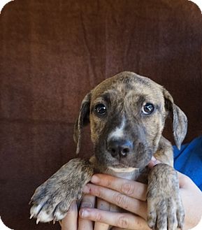 Jill | Adopted Puppy | Oviedo, FL | Rhodesian Ridgeback ...