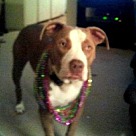 Adopt A Pet :: Dozer - Denton, TX