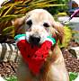 pet photo