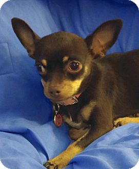 San Francisco, CA - Miniature Pinscher/Chihuahua Mix. Meet Rosie a Dog ...