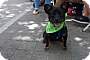 Adopt A Pet :: Max - Raleigh, NC