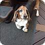 pet photo