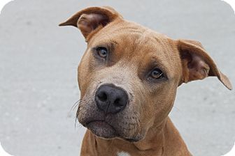 MoJo | Adopted Dog | HARRISONVILLE, MO | American Staffordshire Terrier ...