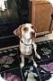 Adopt A Pet :: Buster - Winchester, VA