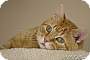Adopt A Pet :: Deja vu - Belton, MO