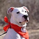 Adopt A Pet :: Sawyer - Denton, TX