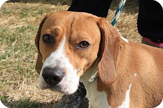 Bruno | Adopted Dog | Martinsville, IN | Basenji/Basset Hound Mix