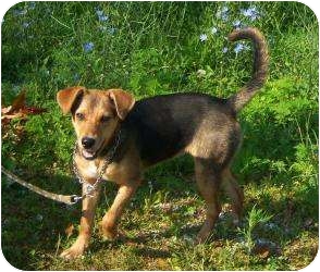 Ginger | Adopted Dog | Antioch, IL | Beagle/Sheltie, Shetland Sheepdog Mix