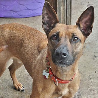 Minneapolis, MN - Belgian Malinois/Shepherd (Unknown Type) Mix. Meet ...