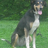 Hillsboro, OH - Greyhound/Collie Mix. Meet Lacey a Dog for Adoption.