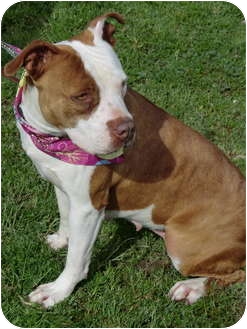 Red Nose Pitbull Staffordshire Terrier Mix