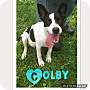 Adopt A Pet :: Colby - Glastonbury, CT