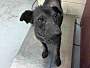 Adopt A Pet :: LOLITA - Conroe, TX