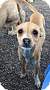 Adopt A Pet :: Tori (Puppy) - Gilbert, AZ