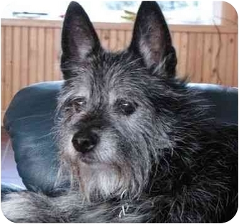 Scotty | Adopted Dog | Glenwood, MN | Scottie, Scottish Terrier/Westie