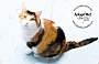 Adopt A Pet :: Gingerbread - Belton, MO