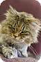 Adopt A Pet :: Amanda - Belton, MO