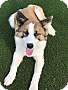Adopt A Pet :: Gideon - Sacramento, CA