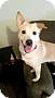Adopt A Pet :: Lily - Raleigh, NC