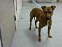 Adopt A Pet :: VICTOR - Conroe, TX