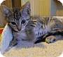 Adopt A Pet :: Drax - Addison, IL