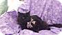 Adopt A Pet :: Camada - Addison, IL