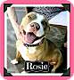 Adopt A Pet :: Rosie - Fort Worth, TX