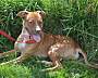 Adopt A Pet :: Lucille - in foster - South Haven, MI