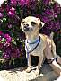 Adopt A Pet :: Arnold - Costa Mesa, CA