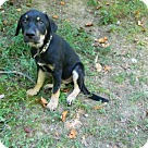 Rottweiler Puppies & Dogs for Adoption