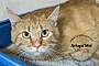 Adopt A Pet :: Anna Jane - Belton, MO