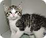 Adopt A Pet :: Emilio - Massapequa, NY