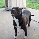 Adopt A Pet :: Bailey Girl - Denton, TX