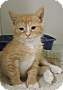 Adopt A Pet :: Penny - Massapequa, NY
