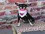 Adopt A Pet :: SHEBA - Conroe, TX