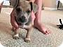 Adopt A Pet :: Hershey - Raleigh, NC