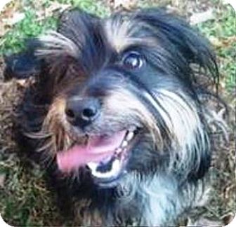 Josie | Adopted Dog | Oswego, IL | Havanese/Yorkie, Yorkshire Terrier Mix