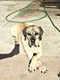 pet photo
