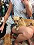 Adopt A Pet :: Rosalie - Gilbert, AZ