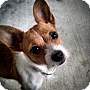 Adopt A Pet :: Coco - ROWLETT, TX