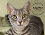 Adopt A Pet :: Maksim - Belton, MO