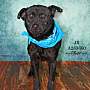 Adopt A Pet :: J R - Conroe, TX