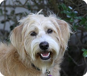 BILLY | Adopted Dog | Newport Beach, CA | Wheaten Terrier/Cocker ...