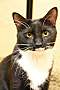 Adopt A Pet :: Domino - Addison, IL