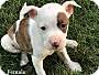 Adopt A Pet :: Petunia - Glastonbury, CT